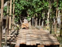 Coconut wood flooring 2010